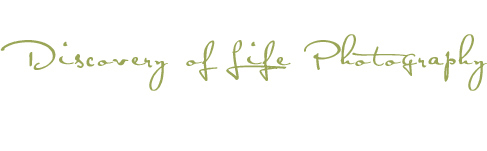 RALEIGH BABY PHOTOGRAPHER – child, children, babies, families, newborn, teen, and seniors logo